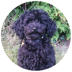 R.I.A. tiergestützte Pädagogik - meine Hündin Malou